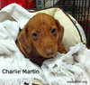 Charlie Martin