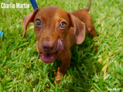Charlie Martin