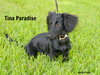 Tina Paradise