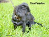 Tina Paradise