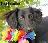 Tina Paradise