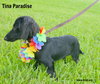 Tina Paradise