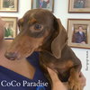 Coco Paradise
