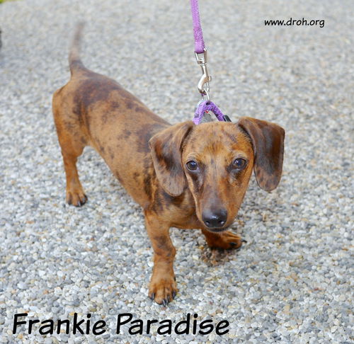 Frankie Paradise