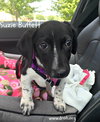 Suzie Buffett