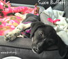 Suzie Buffett
