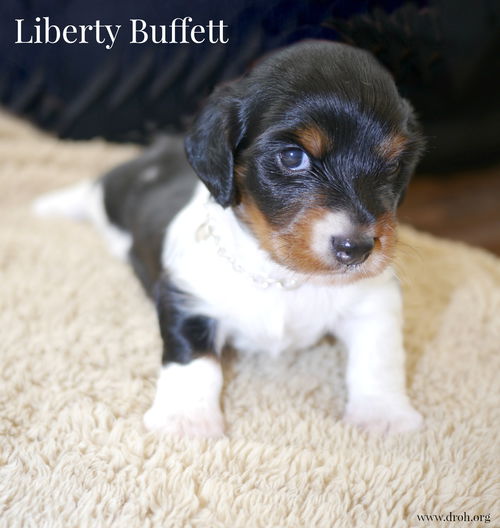 Liberty Buffett