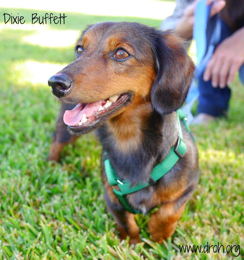 Dixie Buffett