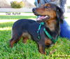 Dixie Buffett