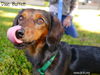 Dixie Buffett