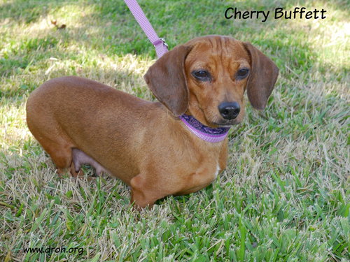 Cherry Buffett