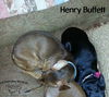 Henry Buffett
