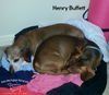 Henry Buffett