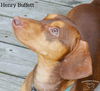 Henry Buffett