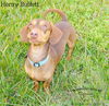 Henry Buffett