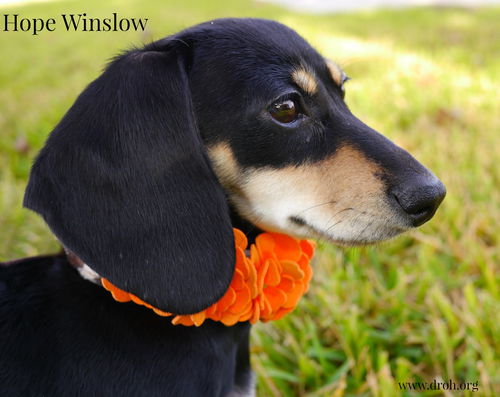 Hope Winslow