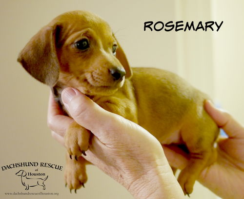 Rosemary Buffett-Winslow