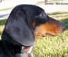 Dexter Winslow