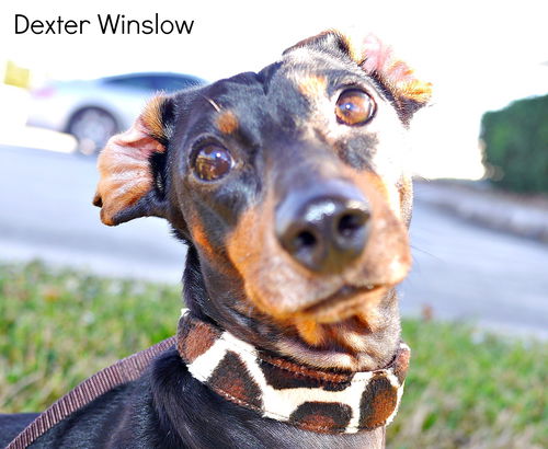 Dexter Winslow