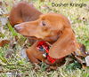 Dasher Kringle