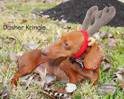 Dasher Kringle