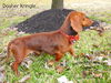 Dasher Kringle