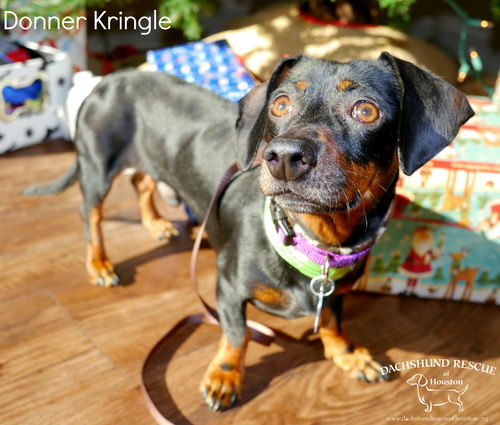 Donner Kringle