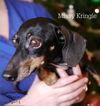 Missy Kringle