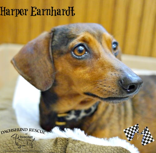 Harper Earnhardt