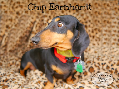 Chip Earnhardt