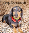 Chip Earnhardt