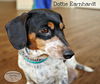 Dottie Earnhardt