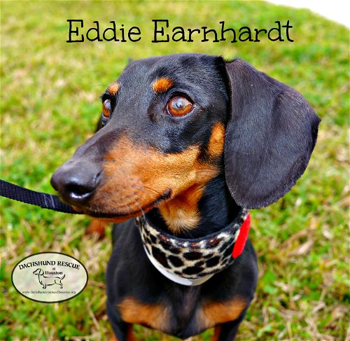 Eddie Earnhardt