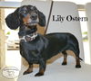 Lily Ostern