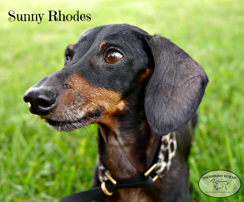 Sunny Rhodes