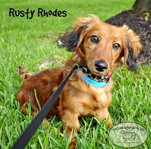 Rusty Rhodes