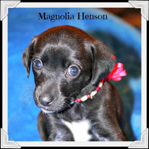 Magnolia Henson