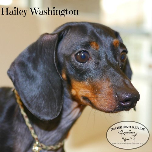 Hailey Washington