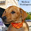 Madison Washington