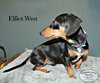 Elliot West