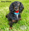 Roxy Wilson