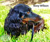 Roxy Wilson