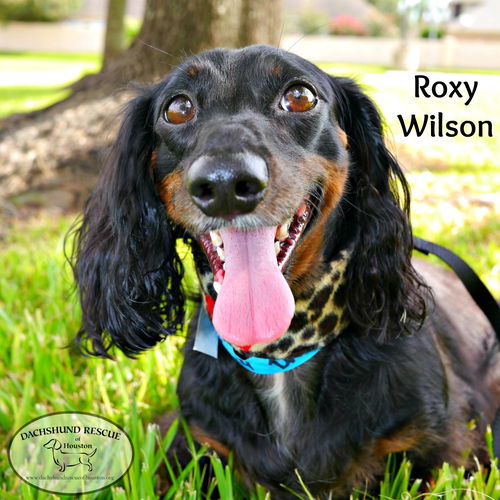 Roxy Wilson
