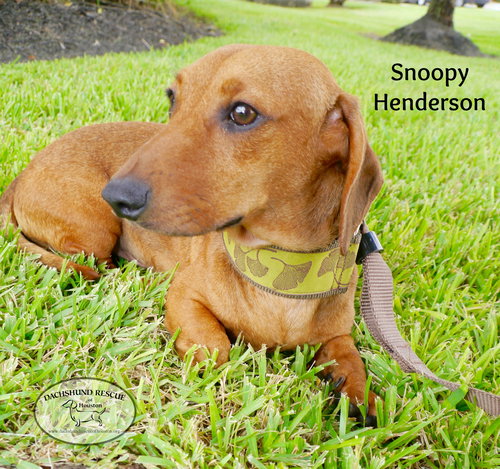 Snoopy Henderson