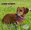 Jason Street