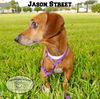 Jason Street