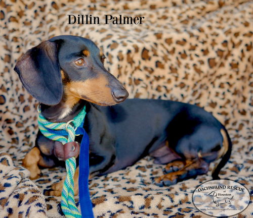 Dillin Palmer