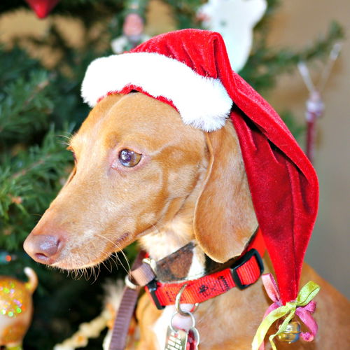 Rusty Griswold