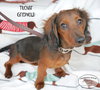Tucker Griswold
