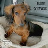 Tucker Griswold